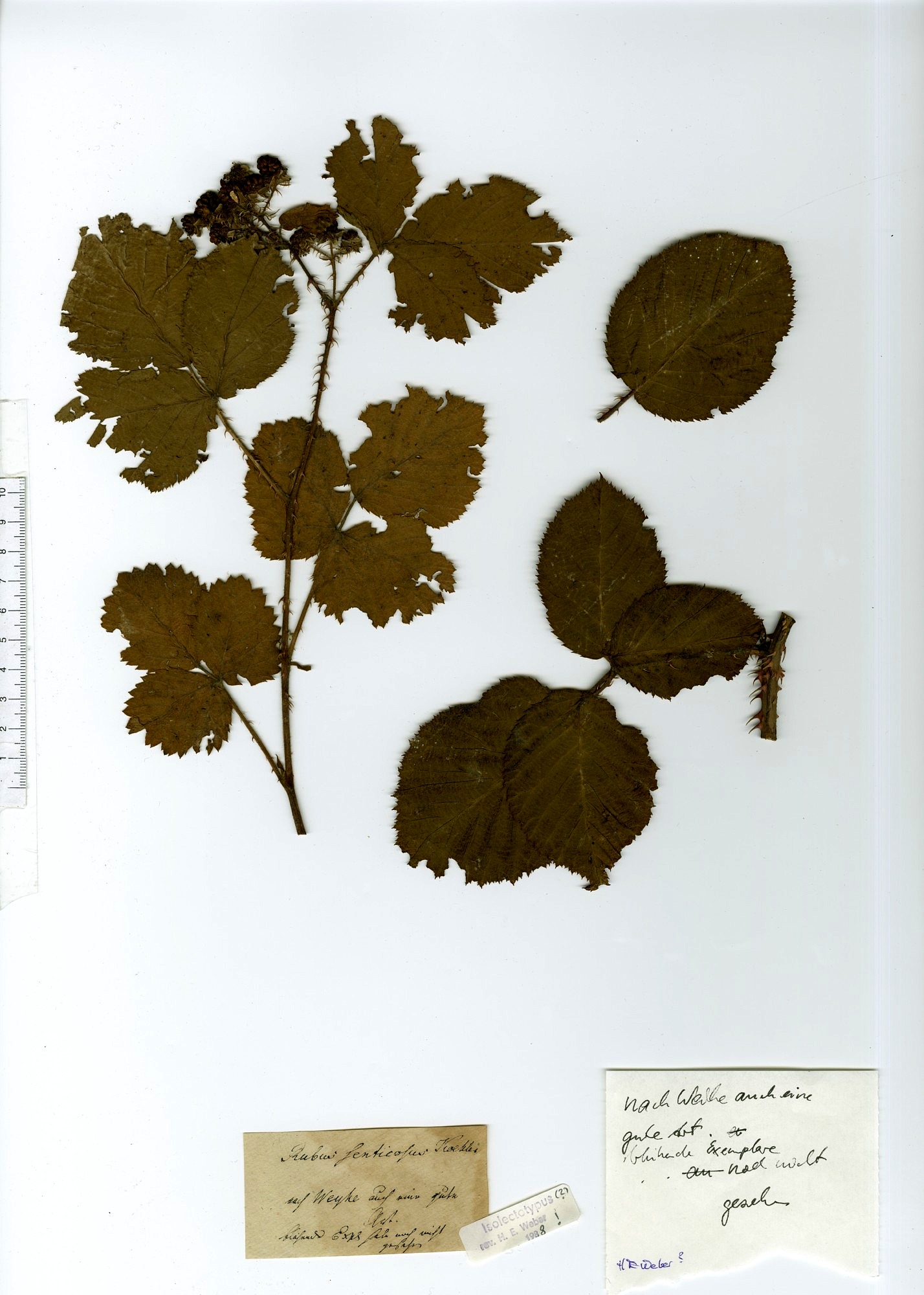 22887_Rubus senticosus_Isolectotypus