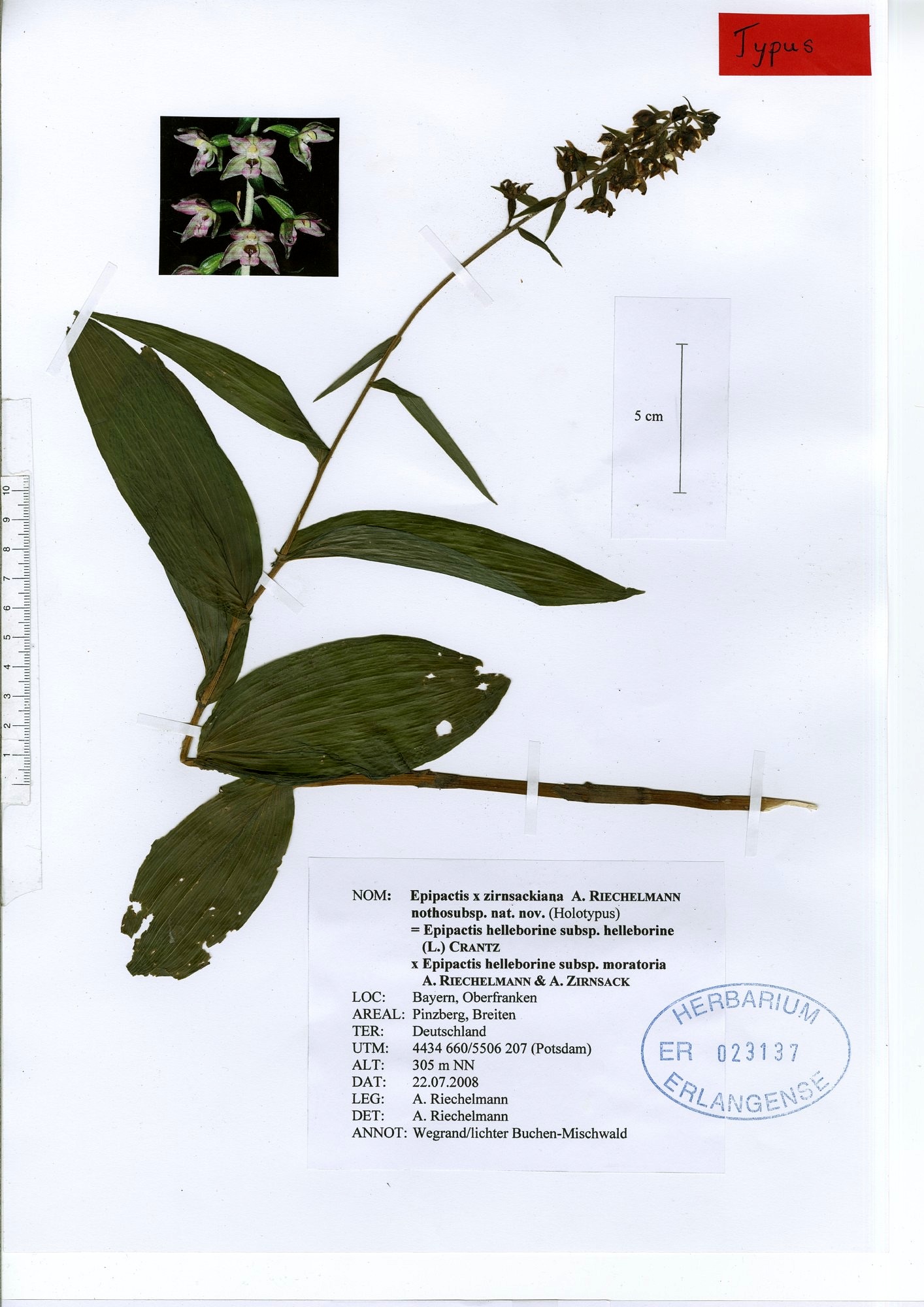Herbarbeleg der helleborine subsp. x zirnsackiana Riech.